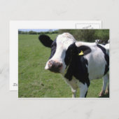 Cute Cow Briefkaart (Voorkant / Achterkant)