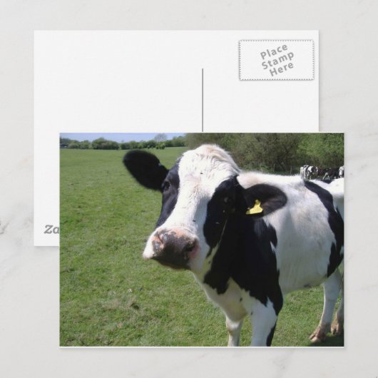 Cute Cow Briefkaart (Voorkant / Achterkant)