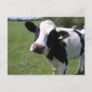 Cute Cow Briefkaart