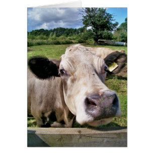CUTE COW CARD