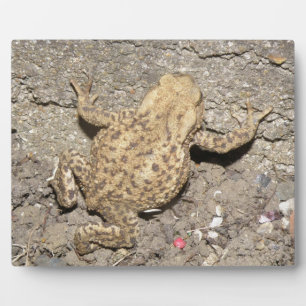 Cute Crawling Toad Plaque Fotoplaat