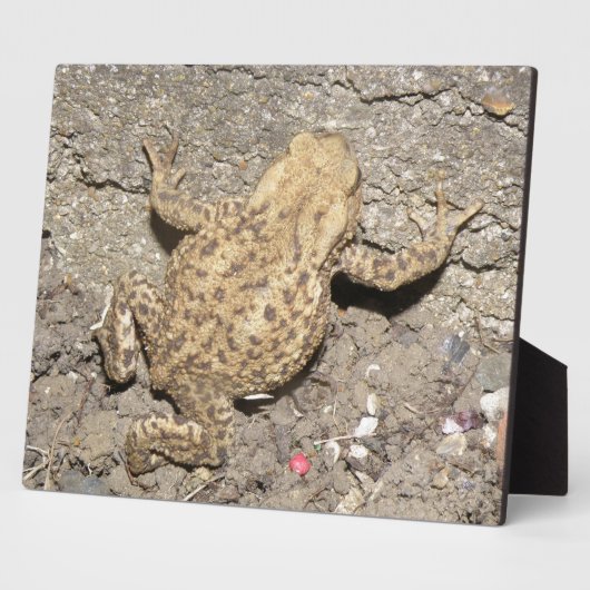 Cute Crawling Toad Plaque Fotoplaat (Zijkant)