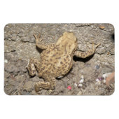 Cute Crawling Toad Premium Magnet Magneet (Horizontaal)
