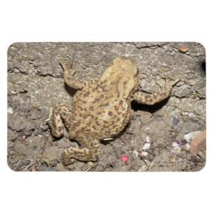 Cute Crawling Toad Premium Magnet Magneet