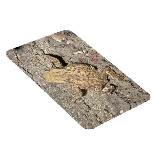 Cute Crawling Toad Premium Magnet Magneet (Rechterzijde)