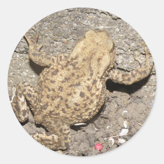 Cute Crawling Toad Stickers (Voorkant)