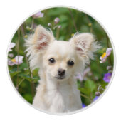 Cute crème Chihuahua Dog Puppy Photo - Keramische Knop (Voorkant)