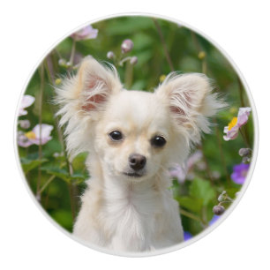 Cute crème Chihuahua Dog Puppy Photo - Keramische Knop