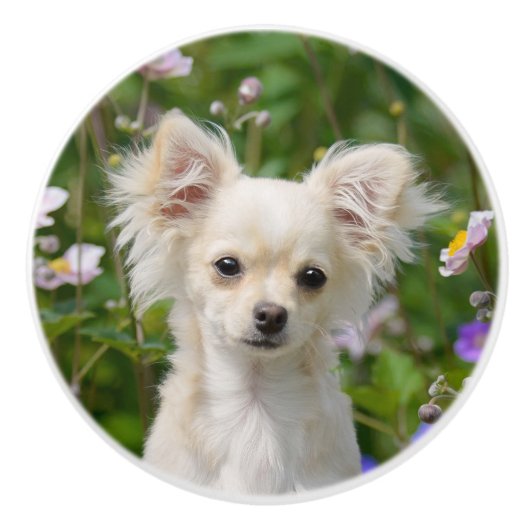 Cute crème Chihuahua Dog Puppy Photo - Keramische Knop (Voorkant)