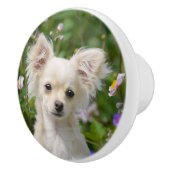Cute crème Chihuahua Dog Puppy Photo - Keramische Knop (Rechts)
