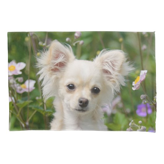 Cute crème Chihuahua Dog Puppy Portrait Foto - Kussensloop (Voorkant)
