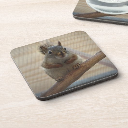 Cute Crouching Squirrel op Branch Bier Onderzetter (Linkerzijde)