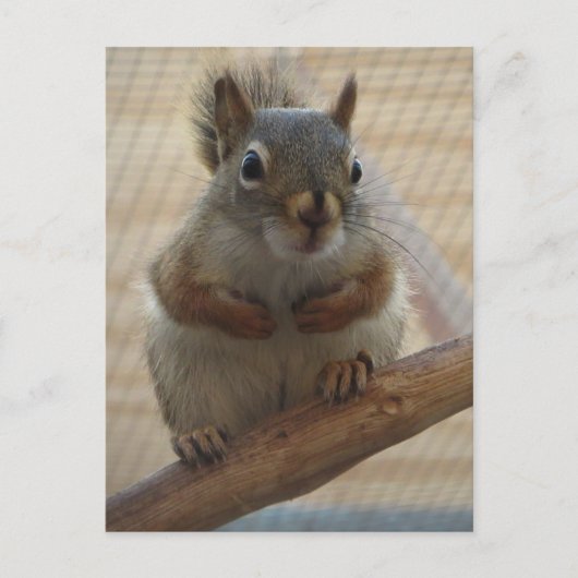 Cute Crouching Squirrel op Branch Briefkaart (Voorkant)