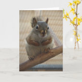 Cute Crouching Squirrel op Branch Kaart (Gele Bloem)