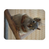 Cute Crouching Squirrel op Branch Magneet (Horizontaal)