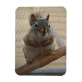 Cute Crouching Squirrel op Branch Magneet (Verticaal)