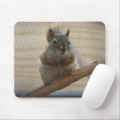 Cute Crouching Squirrel op Branch Muismat (Met muis)