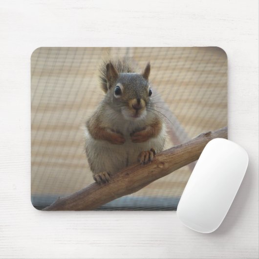 Cute Crouching Squirrel op Branch Muismat (Met muis)