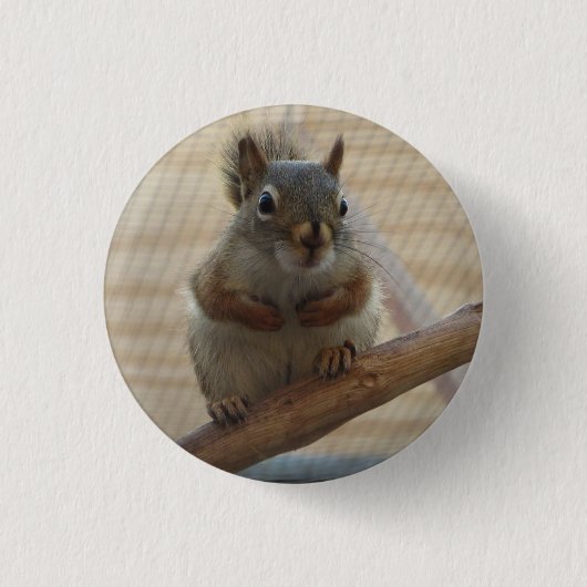 Cute Crouching Squirrel op Branch Ronde Button 3,2 Cm (Voorkant)