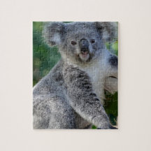 Cute cuddly Australian koala