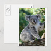 Cute cudly Australian koala Briefkaart (Voorkant / Achterkant)