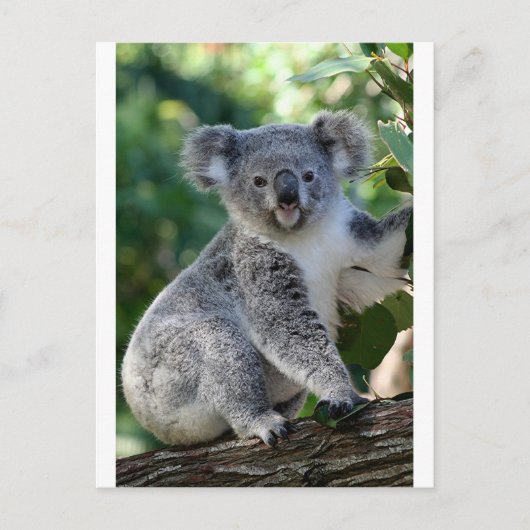 Cute cudly Australian koala Briefkaart (Voorkant)