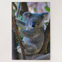 Cute cudly Australian koala