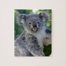 Cute cudly Australian koala