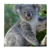 Cute cudly Australian koala Tegeltje (Voorkant)