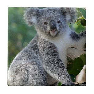 Cute cudly Australian koala Tegeltje
