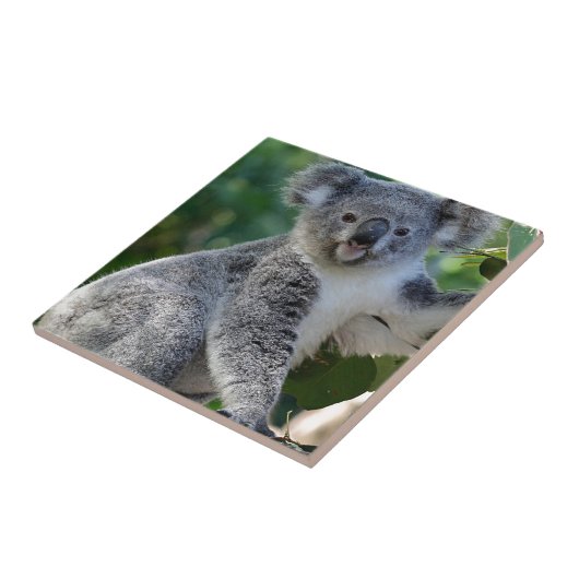 Cute cudly Australian koala Tegeltje (Zijkant)