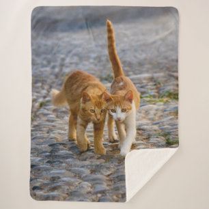 Cute Cudly Cats Kittens Friends Stony Pad Foto Sherpa Deken