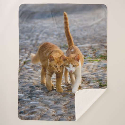 Cute Cudly Cats Kittens Friends Stony Pad Foto Sherpa Deken (Voorkant)