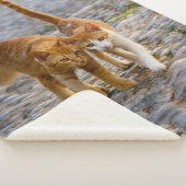 Cute Cudly Cats Kittens Friends Stony Pad Foto Sherpa Deken (3/4)