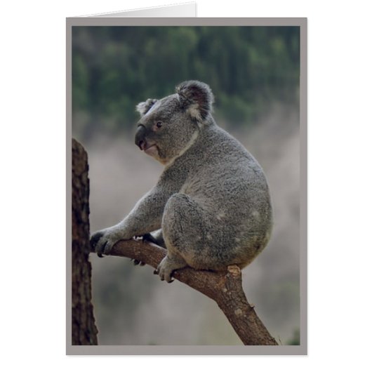 Cute Cudly Koala Beer Animal Fun Birthday (Voorkant)