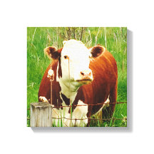 Cute curieuze Koe 4Carrie