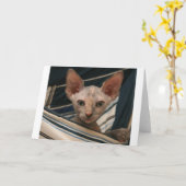 Cute curios sphynx kitten kaart (Gele Bloem)