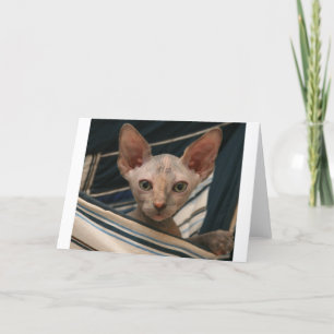 Cute curios sphynx kitten kaart