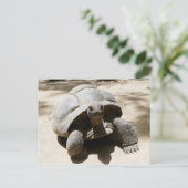 Cute & Curious Beach Tortoise Briefkaart (Staand voorkant)