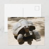 Cute & Curious Beach Tortoise Briefkaart (Voorkant / Achterkant)