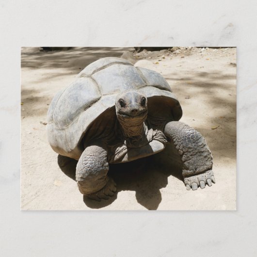 Cute & Curious Beach Tortoise Briefkaart (Voorkant)