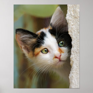 Cute Curious Cat Kitten Prying Eyes Portret foto Poster