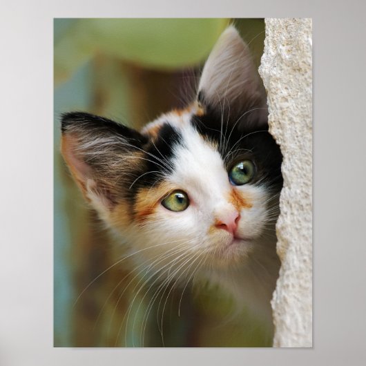 Cute Curious Cat Kitten Prying Eyes Portret foto Poster (Voorkant)