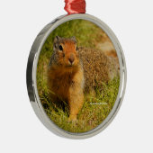 Cute Curious Columbian Ground Squirrel Metalen Ornament (Rechts)