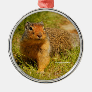 Cute Curious Columbian Ground Squirrel Metalen Ornament