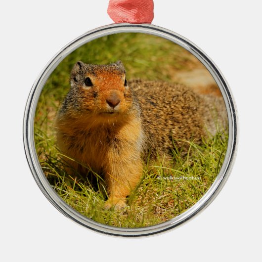 Cute Curious Columbian Ground Squirrel Metalen Ornament (Voorkant)