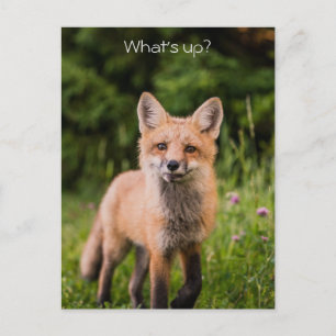 Cute Curious Red Fox "What is Up" Briefkaart