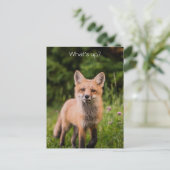 Cute Curious Red Fox "What is Up" Briefkaart (Staand voorkant)