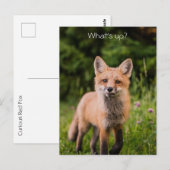 Cute Curious Red Fox "What is Up" Briefkaart (Voorkant / Achterkant)