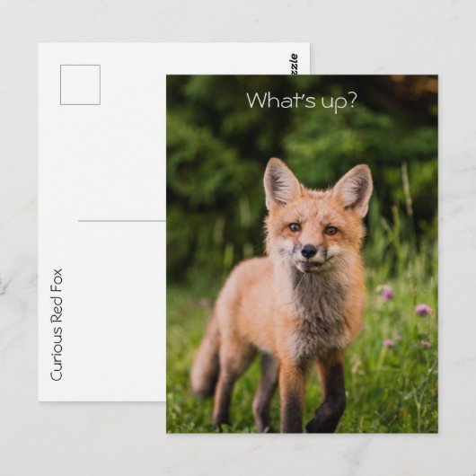 Cute Curious Red Fox "What is Up" Briefkaart (Voorkant / Achterkant)